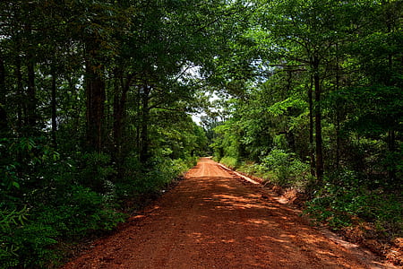 brown muddy roadway surrounded by trees photograph thumbnail