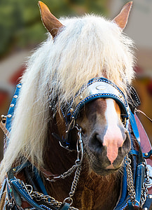 brown horse with white mane thumbnail
