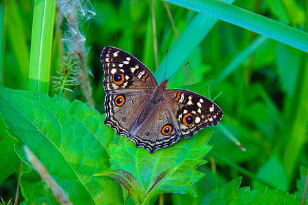 macro photography of common buckeye butterfly thumbnail