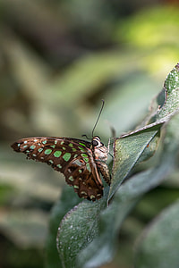 Butterfly, Swallowtails Jay thumbnail