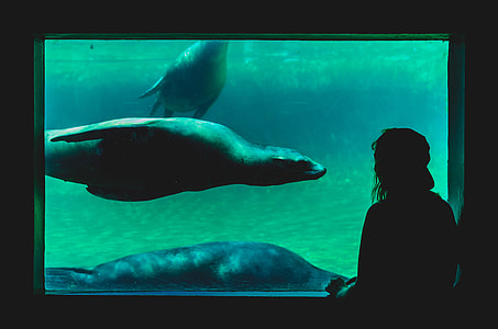 person watching seal in aquarium thumbnail