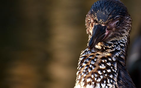 selective focused photo of a white and black bird thumbnail