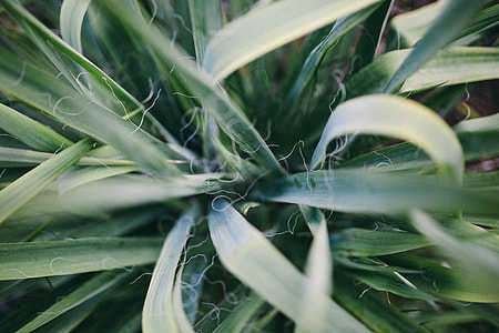Closeup view of nature thumbnail