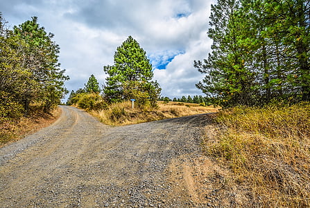 empty road with trees nearby under white sky at daytime thumbnail