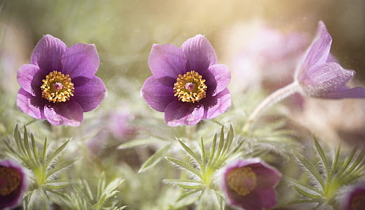 closeup photo of purple petaled flowers thumbnail