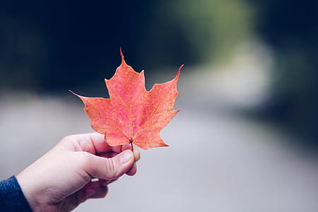 person holding red maple leaf thumbnail