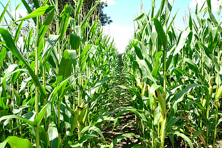 Sweet Corn Field, Ontario Canada thumbnail