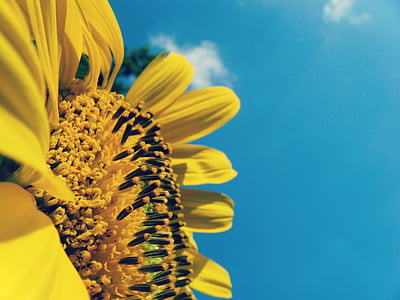 close-up photography of yellow sunflower during daytime thumbnail