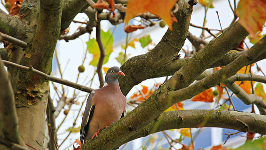 brown and grey pigeon perched on tree branch during daytime thumbnail