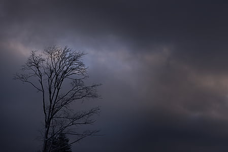 black bare tree under cloudy sky thumbnail