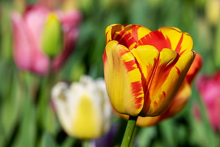 selective focus photo of yellow and red tulip flower thumbnail
