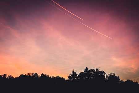 silhouette of trees thumbnail