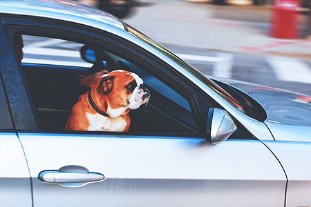A dog looking out of a car window thumbnail