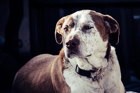 Adult White and Brown American Pit Bull Terrier thumbnail