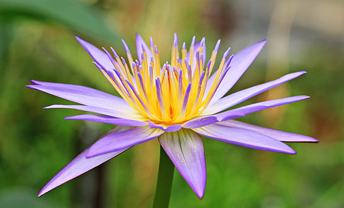 purple and yellow petaled flowerse thumbnail