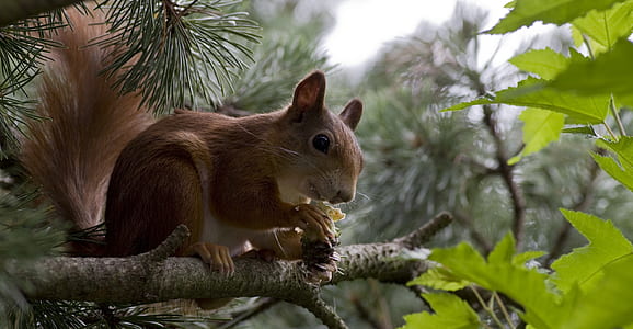 shallow focus photography of squirrel on tree branch thumbnail
