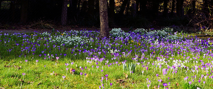 photo of purple petal flower field thumbnail