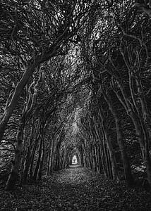 Trees In Grayscale Photography thumbnail