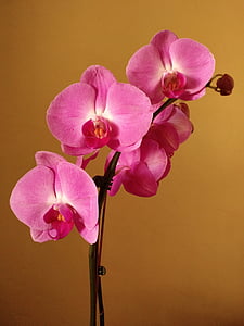 closeup photography of purple moth orchid flowers thumbnail