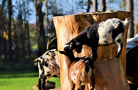 three goats at tree stump thumbnail