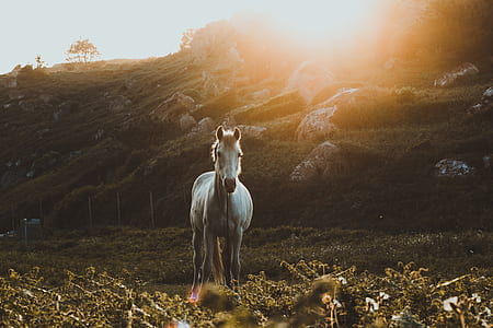 wildlife photography of white horse thumbnail