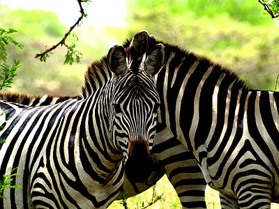 three zebra on forest during daytime thumbnail