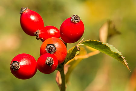 selective focus photo of red fruits ] thumbnail
