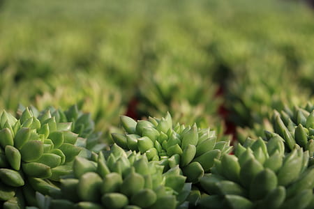 green succulent thumbnail
