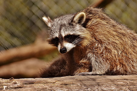 brown and gray raccoon thumbnail