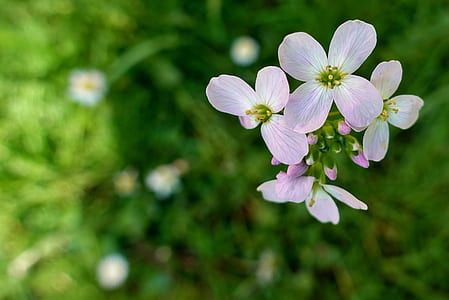 selective focus photography of white and pink petaled flower thumbnail