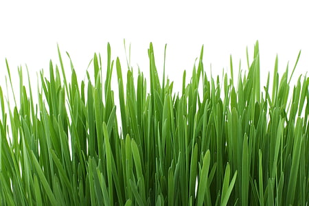 photo of green grass thumbnail