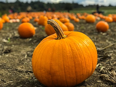 selective focus photography of pumpkin thumbnail