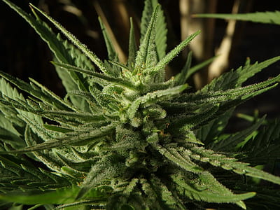 green plants thumbnail