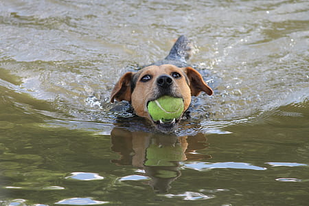 short-coated black and brown dog biting tennis ball on body of water thumbnail