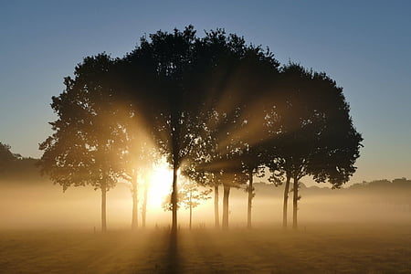 silhouette of tree thumbnail