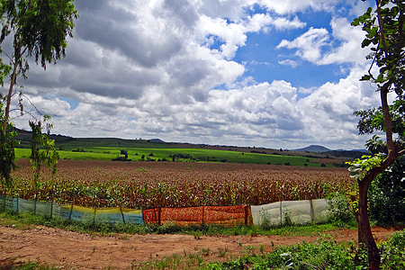 Maize Cultivation, Harvest-Ready thumbnail