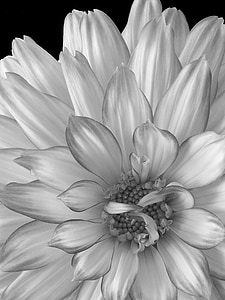 white flower illustration thumbnail