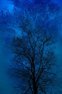 silhouette of withered tree thumbnail