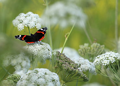 red admiral butterfly perching on white cluster flower in selective focus photography thumbnail
