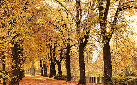 road between trees thumbnail