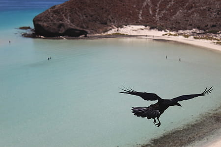black crow flying near beach during day time thumbnail