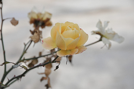 yellow rose in selective focus photography thumbnail