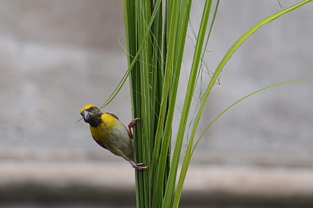 selective focus photography of black-masked weaver thumbnail