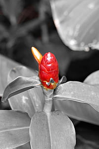 selective color photography of red button ginger flower thumbnail