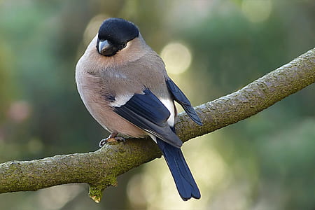 brown and black bird perched on tree branch thumbnail