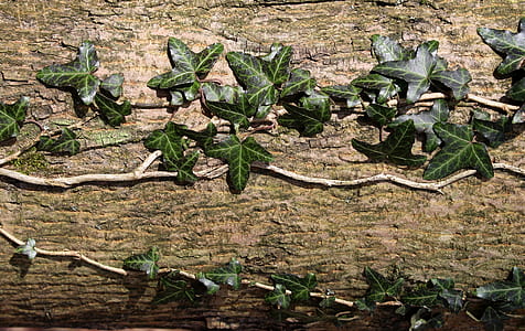 photography of green leaf plant on wooden board thumbnail
