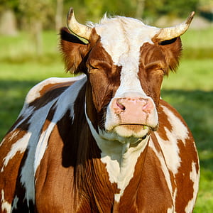 brown and white cow thumbnail