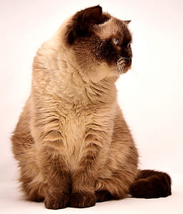 brown cat thumbnail