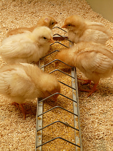 five chicken chicks thumbnail