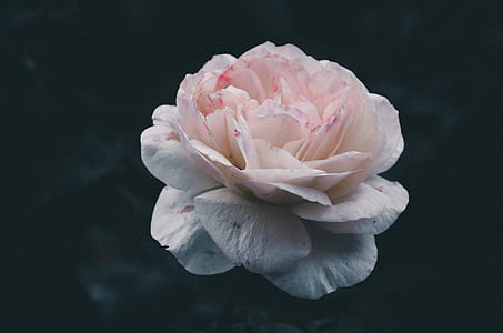 closeup photo of white rose thumbnail
